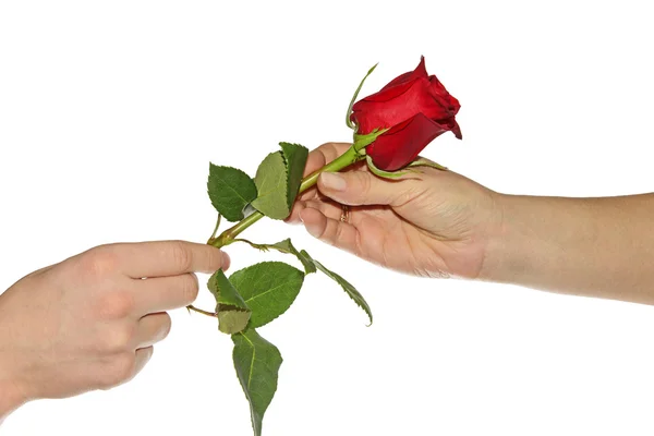 Подросток подарил матери розу. — стоковое фото