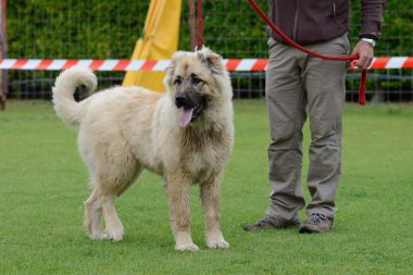 Kafkas Çoban Köpeği