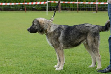 Kafkas Çoban Köpeği