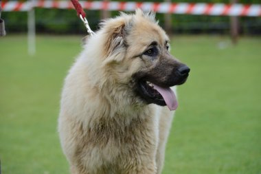 Kafkas Çoban Köpeği