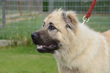 Kafkas Çoban Köpeği