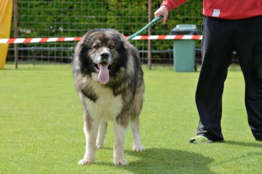 Kafkas Çoban Köpeği