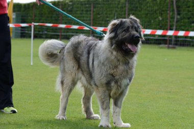 Kafkas Çoban Köpeği