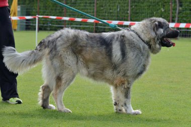 Kafkas Çoban Köpeği