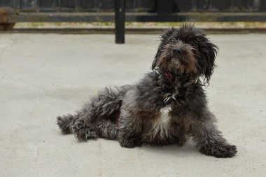 siyah terrier
