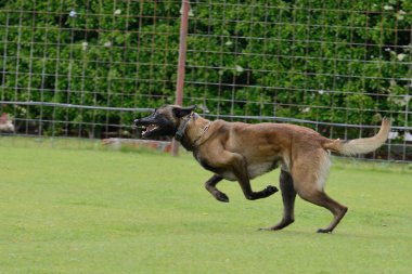 Malinois, Belçika çoban
