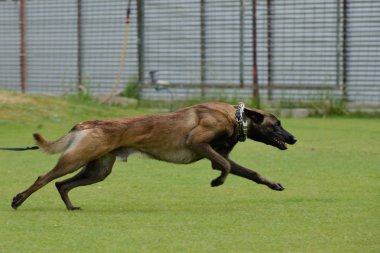 Malinois, Belçika çoban