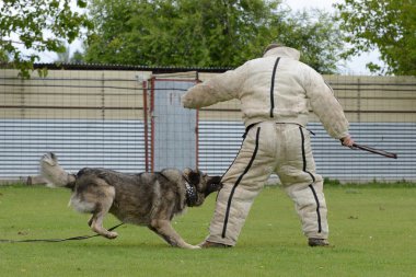 Kafkas Çoban Köpeği