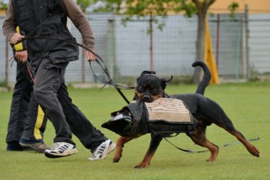 Rottweiler