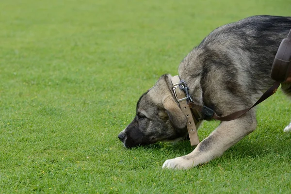 Caucasian Shepherd Dog — Stock Photo, Image