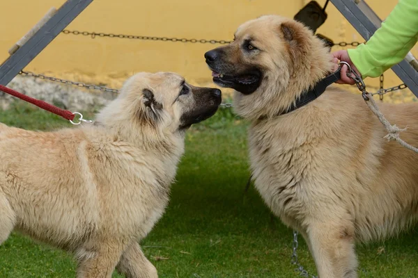 Caucasian Shepherd Dog — Stock Photo, Image