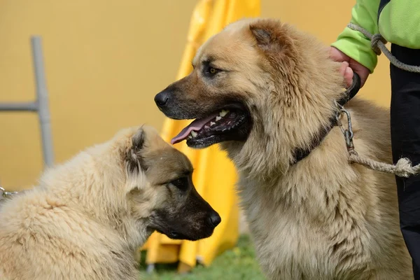 Caucasian Shepherd Dog — Stock Photo, Image