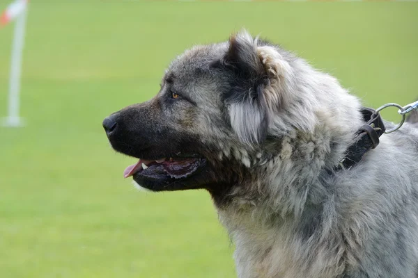 Kaukasischer Schäferhund — Stockfoto