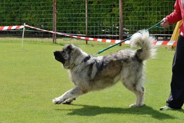 Kaukasischer Schäferhund — Stockfoto