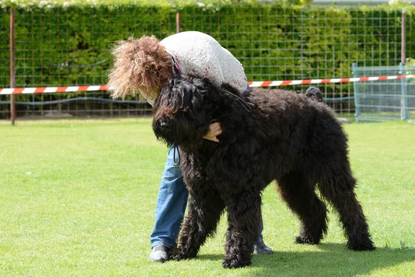 Schwarzer Terrier — Stockfoto