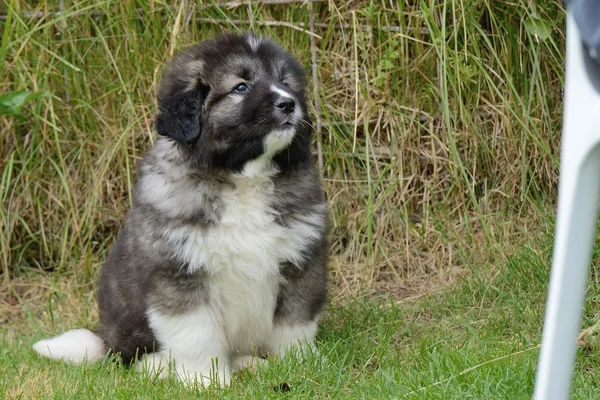 Caucasian Shepherd, puppy — Stock Photo, Image