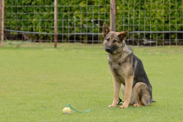 Deutscher Schäferhund — Stockfoto