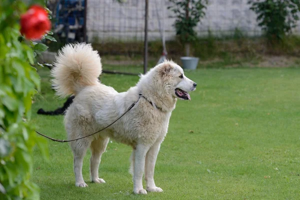 Caucasian Shepherd Dog — Stock Photo, Image