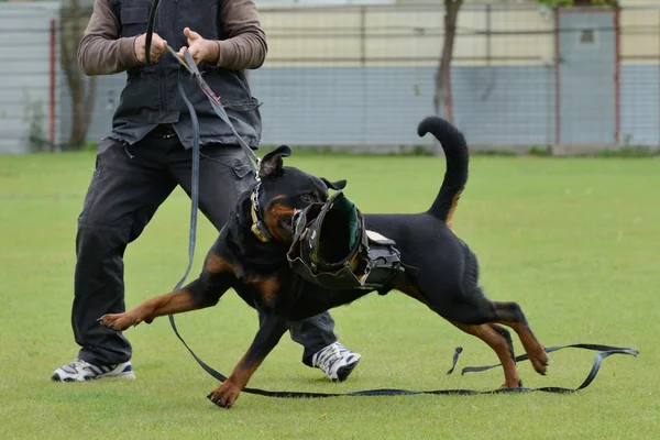 Rottweiler — Stockfoto