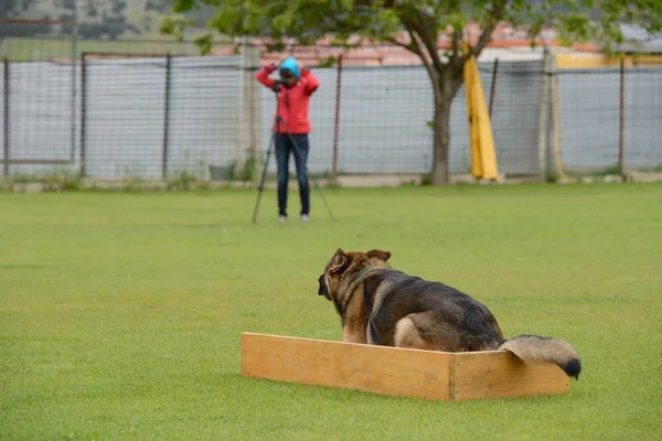 Deutscher Schäferhund — Stockfoto