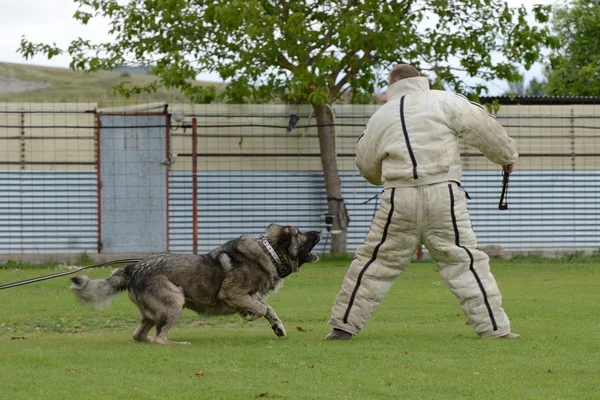 Caucasian Shepherd Dog — Stock Photo, Image