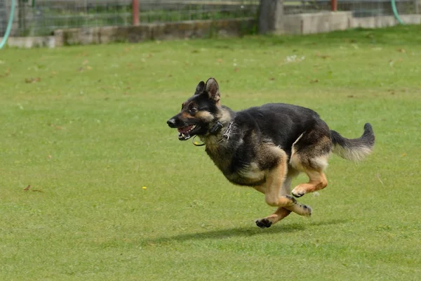 Alman çoban köpeği — Stok fotoğraf