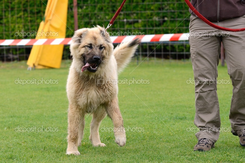 Caucasian Shepherd Dog — Stock Photo © Sergiy1975 #27104129