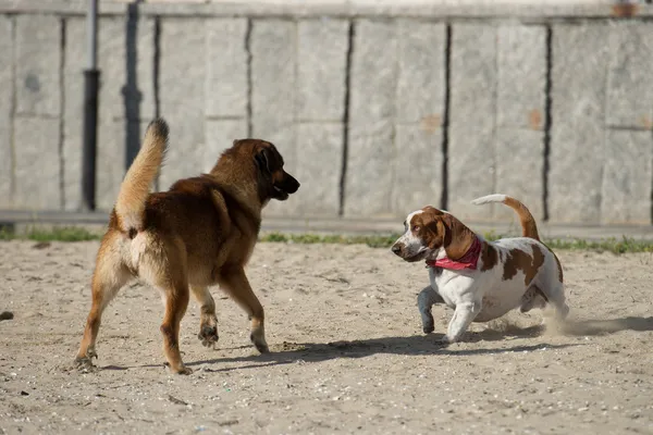 Köpekler kumun üzerinde oynuyorlar — Stok fotoğraf