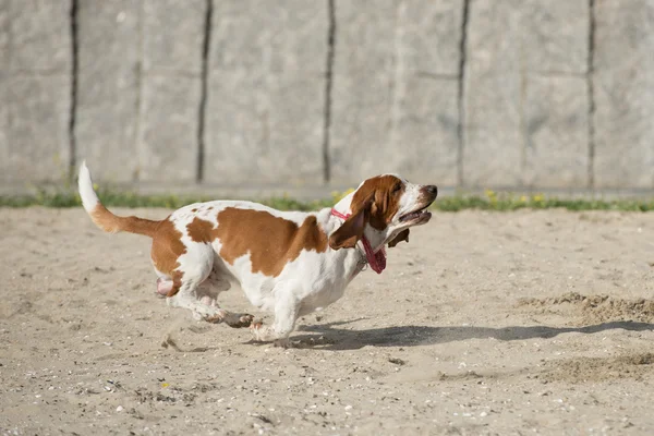 Psy są gry na piasku — Zdjęcie stockowe