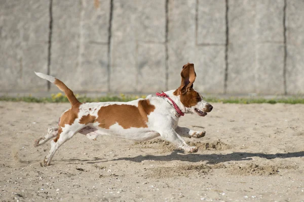 Köpekler kumun üzerinde oynuyorlar — Stok fotoğraf