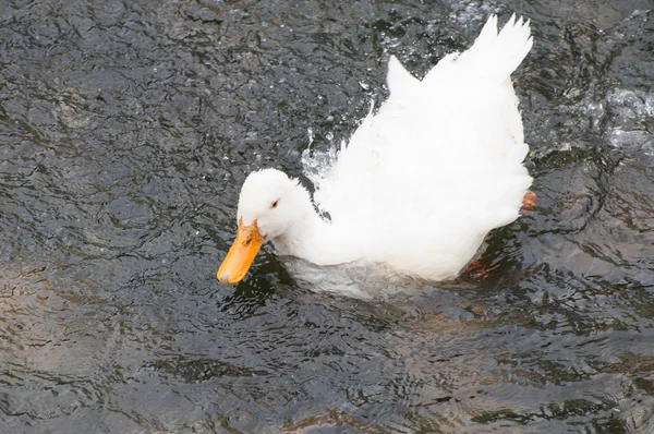 Ducks on the river — Stock Photo, Image