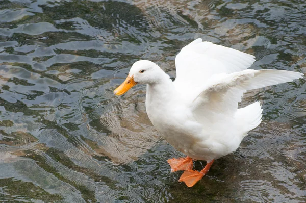 Ducks on the river — Stock Photo, Image