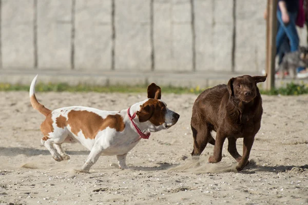 Köpekler kumun üzerinde oynuyorlar — Stok fotoğraf