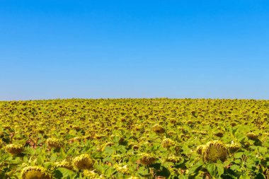 Mavi gökyüzüne karşı ayçiçekleri olan tarla