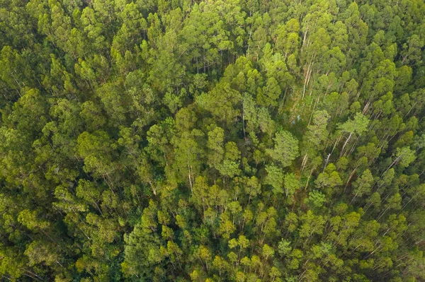 Légi Kilátás Gyönyörű Zöld Erdő Lövés Felülről Egy Drón Természeti — Stock Fotó
