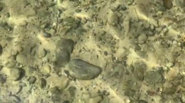 Güneşli bir günde, saydam berrak sularda deniz tabanındaki sarı kumların üst görüntüsü, yakın çekim, su yüzeyinde güneş parlaması, su yüzeyinde dalgalanmalar, arka plan, duvar kağıdı, yavaş çekim 4k