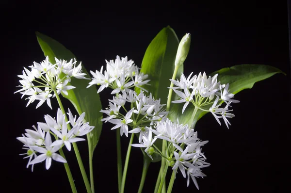 Wild garlic — Stock Photo, Image