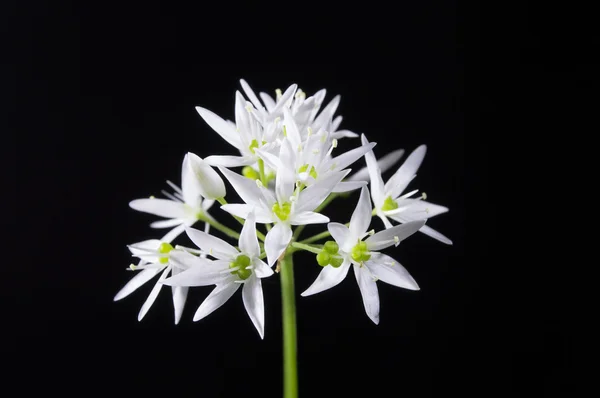 Wild garlic — Stock Photo, Image