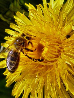 bir çiçek pollinating üzerinde yaban arısı