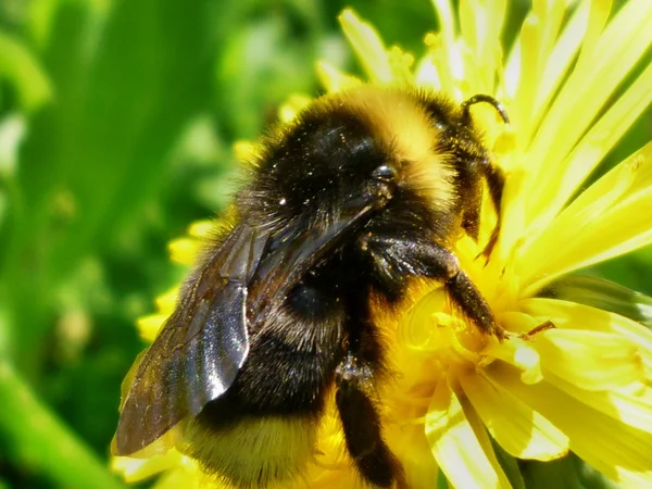 Μέλισσα σε ένα λουλούδι επικονίασης — Φωτογραφία Αρχείου