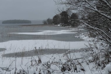 Göl kıyısındaki kardaki çam ağaçları.