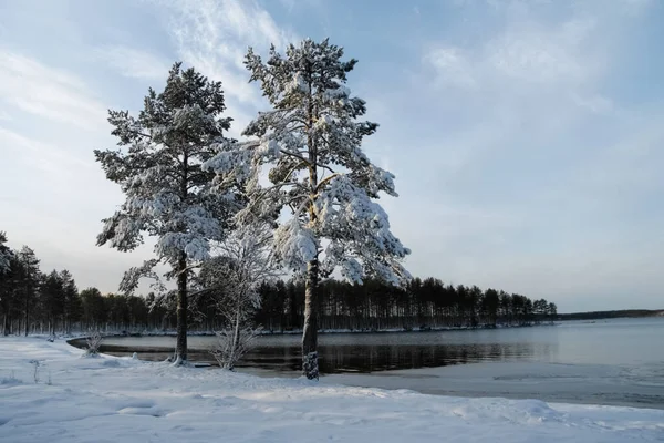 Dennenbomen Sneeuw Aan Oever Van Het Meer — Stockfoto