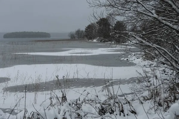 Pinhais Neve Margem Lago — Fotografia de Stock