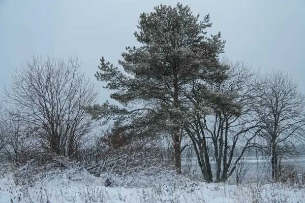 Borovice Sněhu Břehu Jezera — Stock fotografie