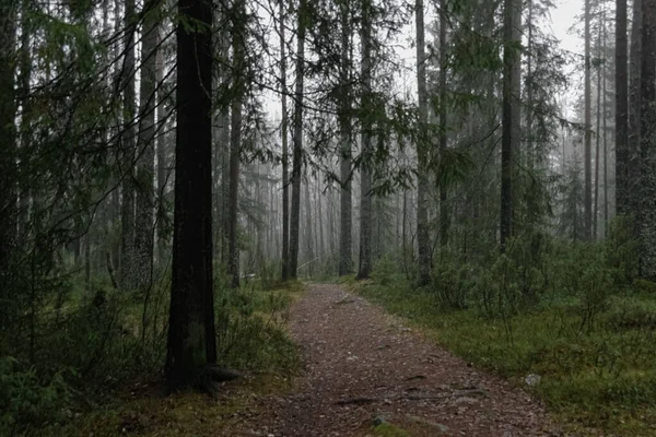 Sentier Forestier Mène Dans Brouillard — Photo