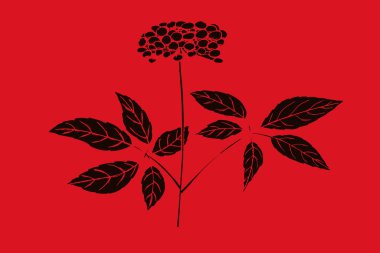 Kızıl Koreli ginseng çizimi. El çizimi. Vektör illüstrasyonu