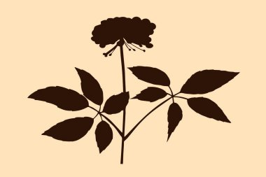 Kızıl Koreli ginseng çizimi. El çizimi. Vektör illüstrasyonu