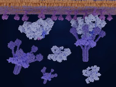 Klasik yol, tamamlayıcı aktivasyon: antijen (morumsu) -bağlı immünoglobulin M (IgM, açık mavi) C1 kompleksini etkinleştirir. Kaynak: PDB girdileri 7k0c, 1cgd, 5hkj, 6f1c. 