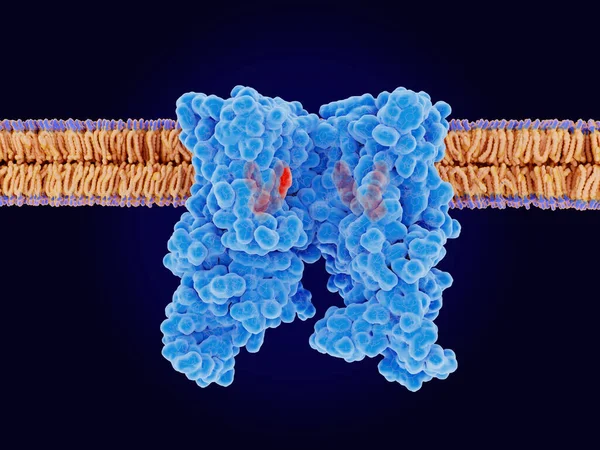 Receptor Capsaicina Trpv1 Com Análogos Ligantes Ligados Trpv1 Canal Iônico — Fotografia de Stock