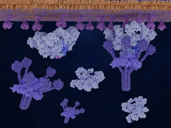 Klasyczny Szlak Aktywacja Dopełniacza Immunoglobulina Związana Antygenem Magenta Igm Jasnoniebieski — Zdjęcie stockowe